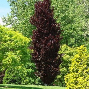 Fagus Sylvatica, Buk lesný ´DAWYCK PURPLE´ kont. C180L, výška: 350-400 cm, obvod kmeňa: 20/25 cm (-34°C)
